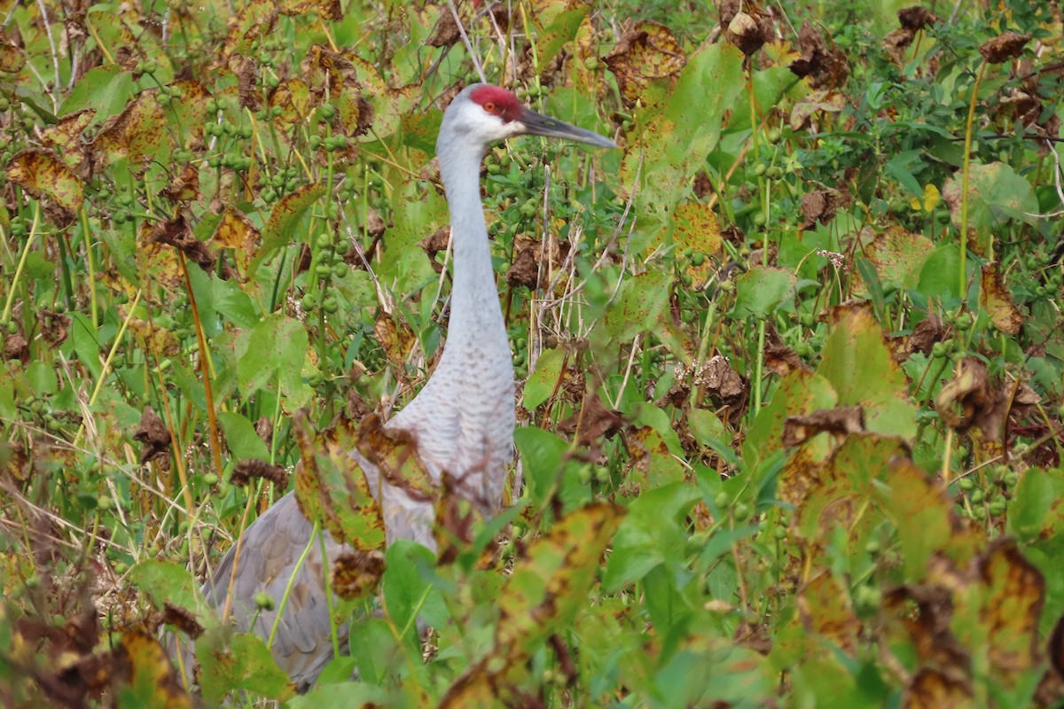 Kanadakranich - ML646870949