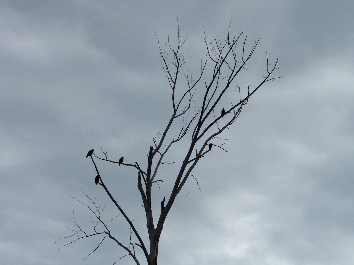 Turkey Vulture - ML646870952