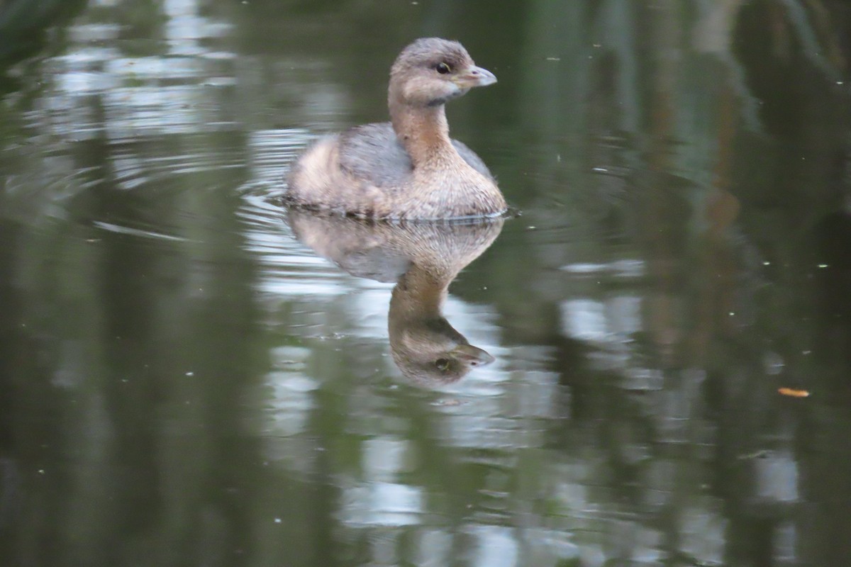 Bindentaucher - ML646870953