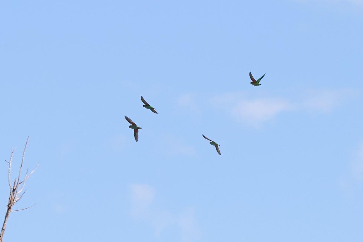 Purple-crowned Lorikeet - ML646870956