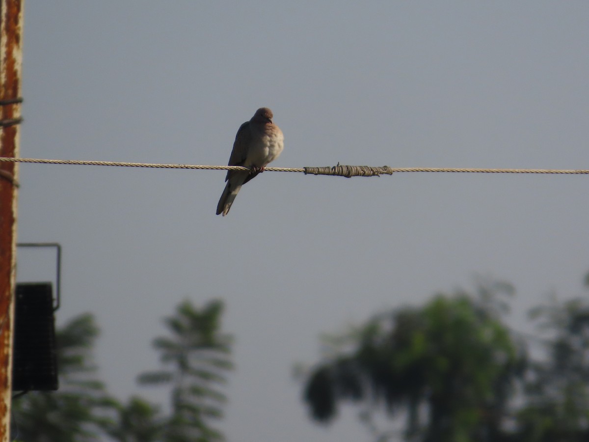 צוצלת - ML646870959