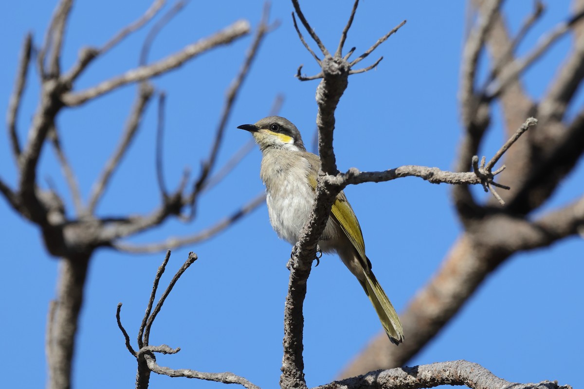 Singing Honeyeater - ML646870965