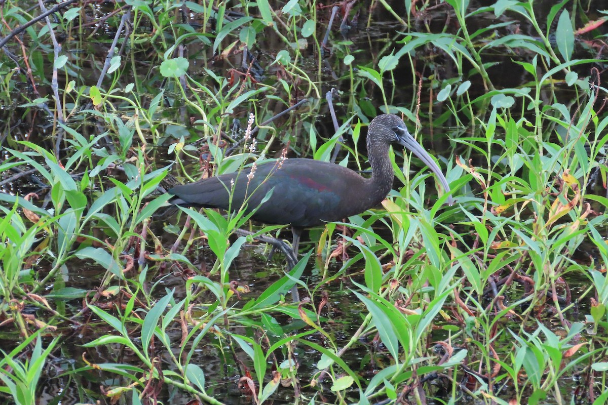 Sichler - ML646870966