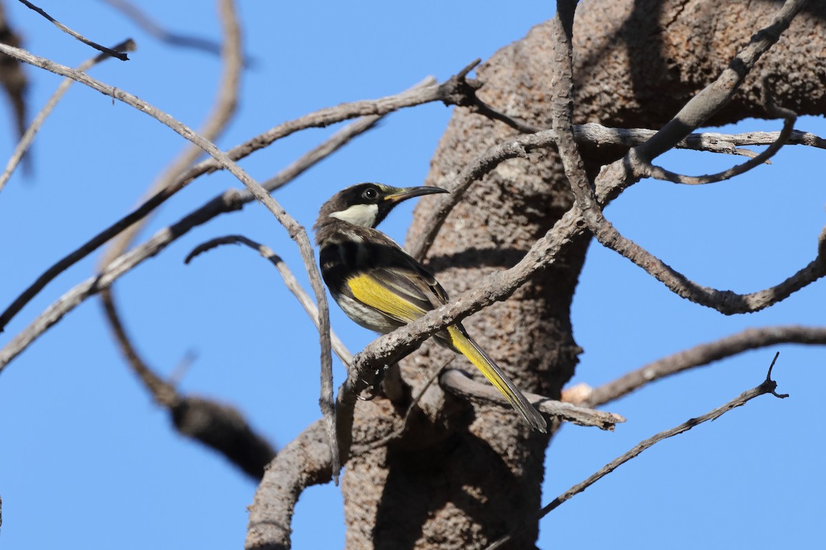 White-cheeked Honeyeater - ML646870967