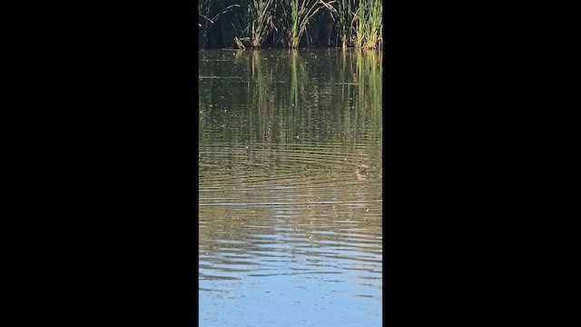 Ruddy Duck - ML646870968