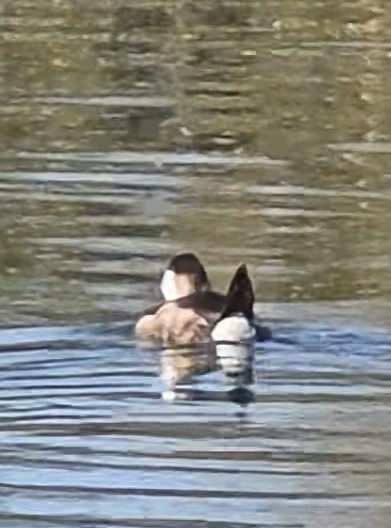 Савка американська - ML646870969