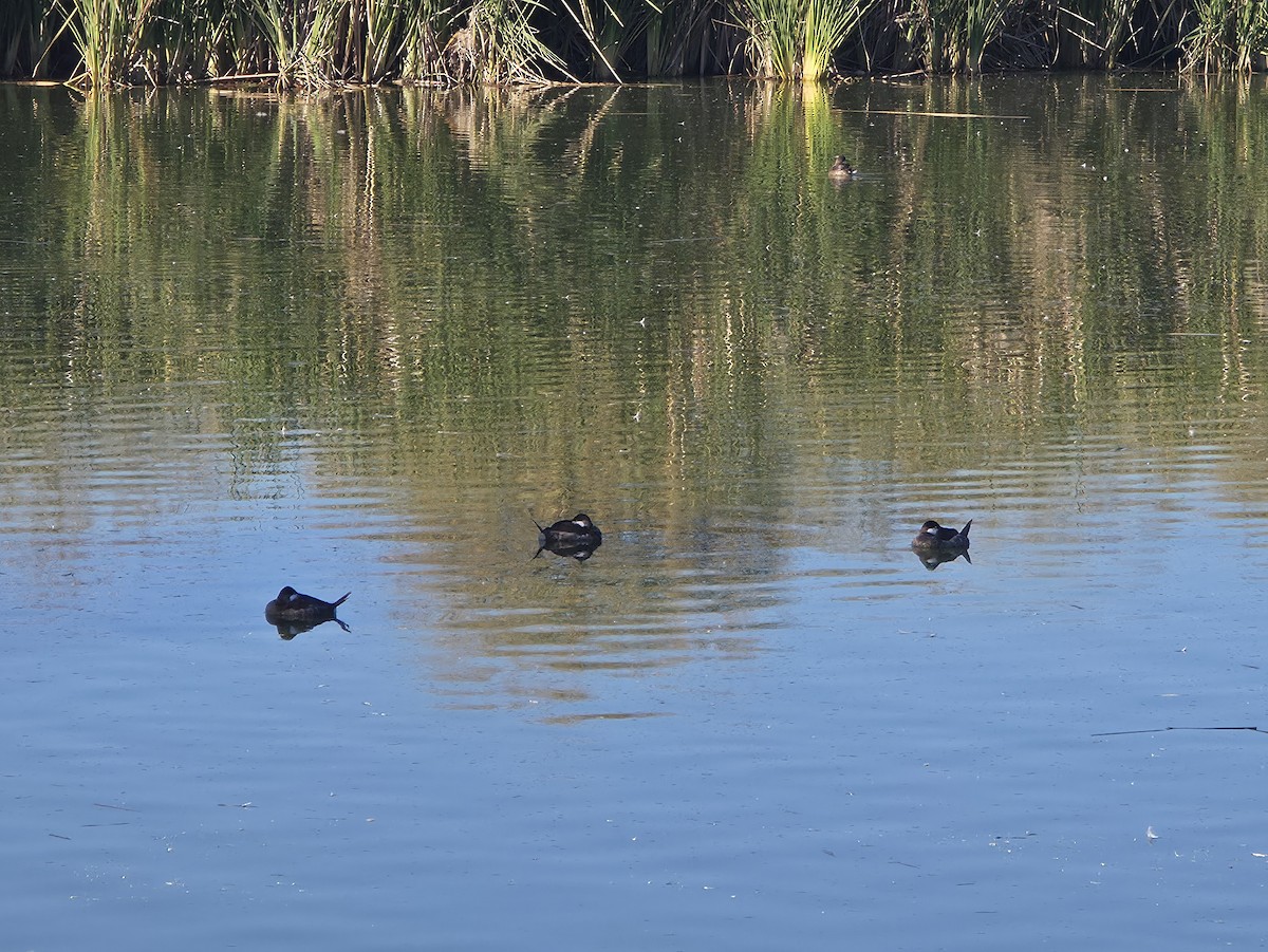 Савка американська - ML646870970