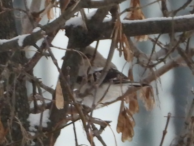 Northern Shrike - ML646870971