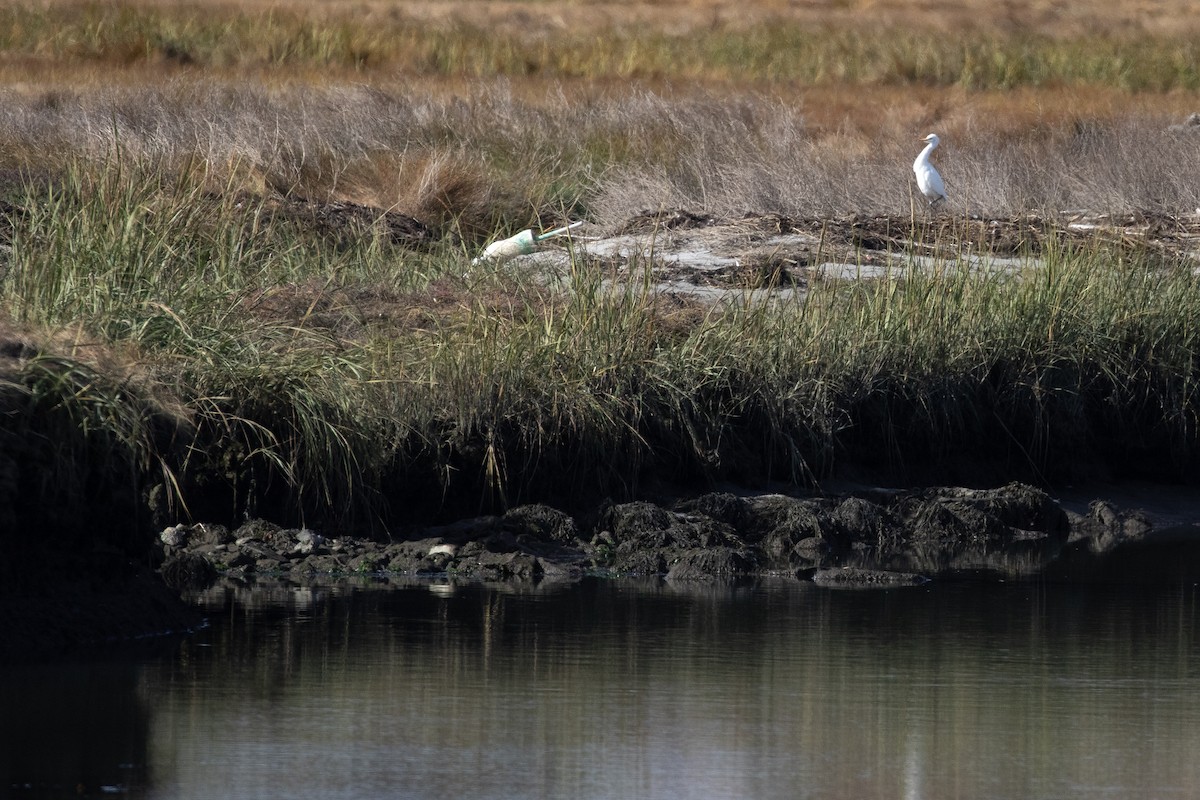 Western Cattle-Egret - ML646870972