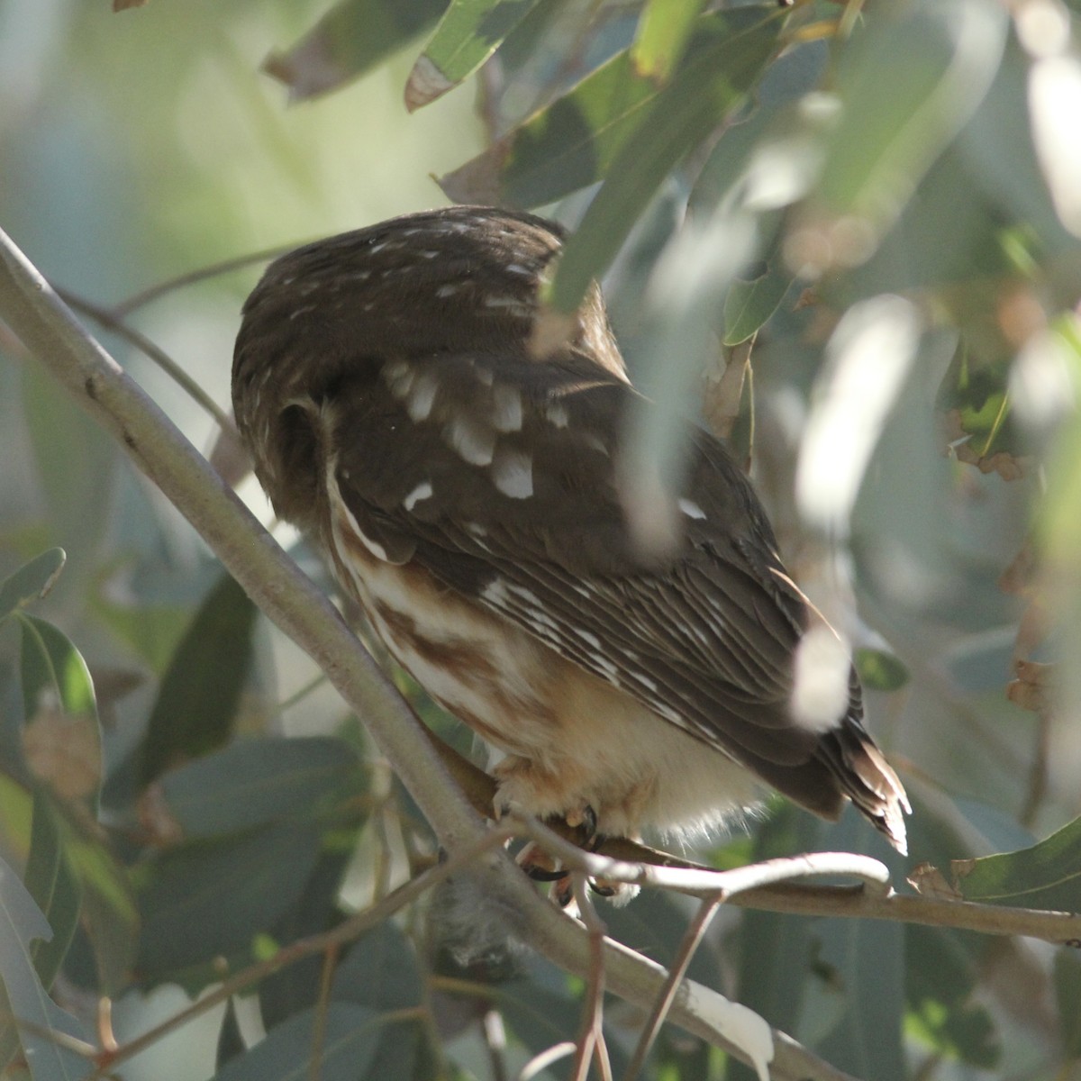 Northern Saw-whet Owl - ML646870974