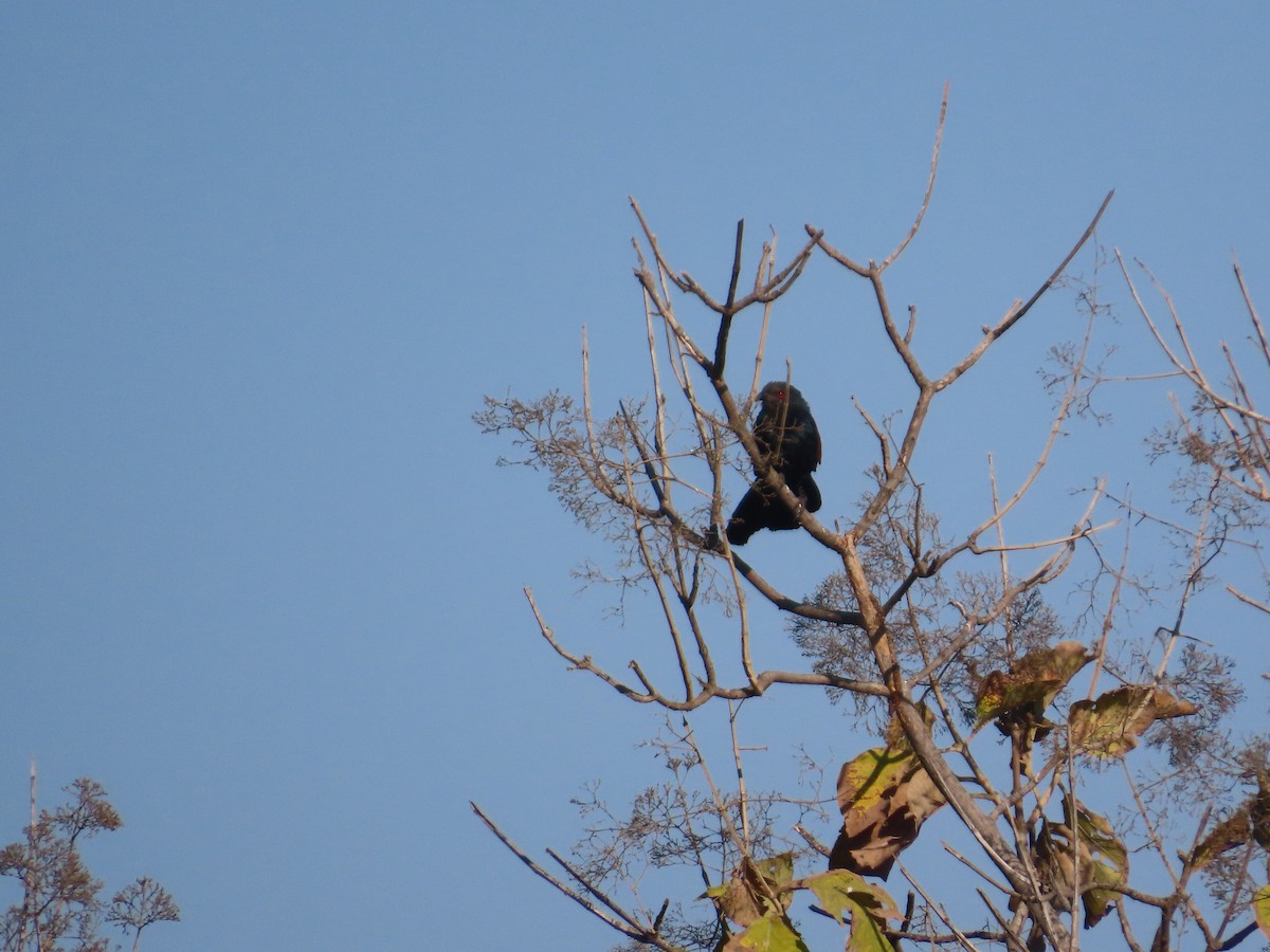 Greater Coucal - ML646870975