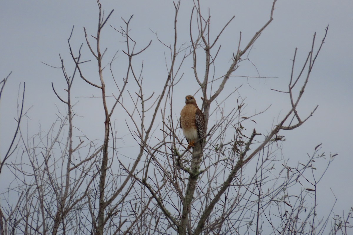 Rotschulterbussard - ML646870976