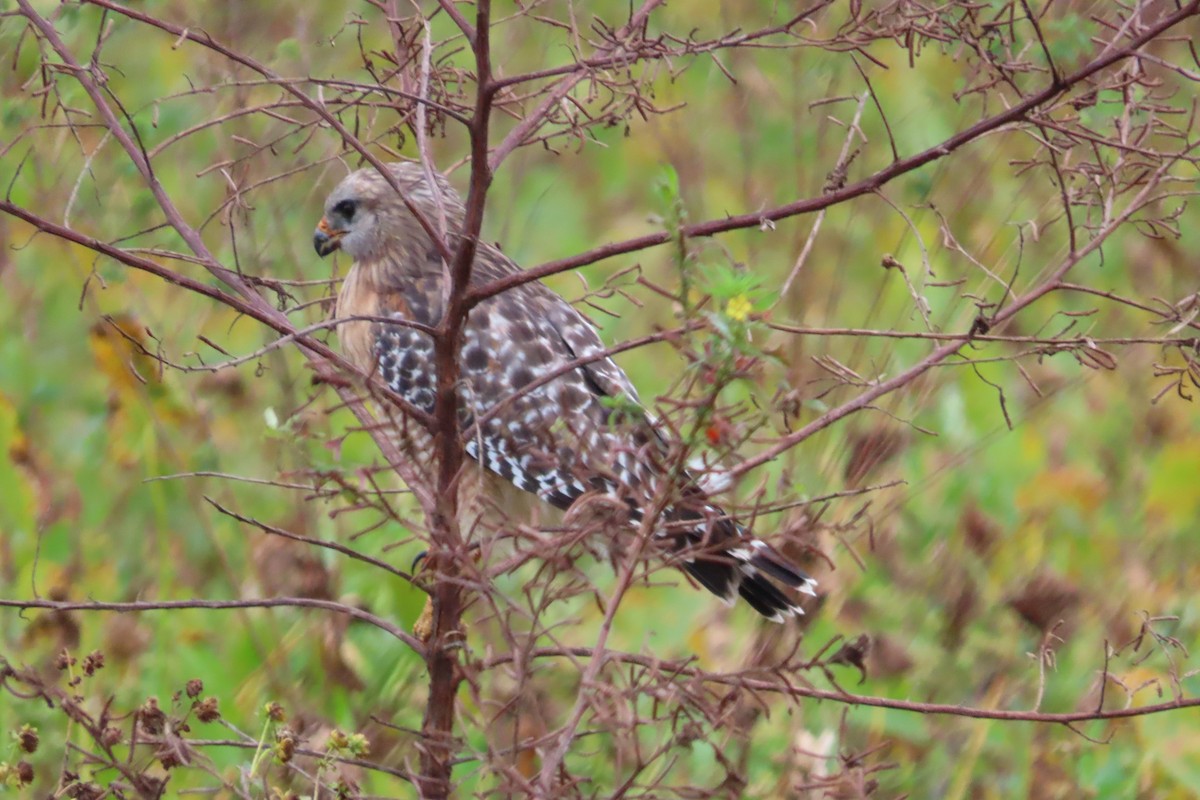 Rotschulterbussard - ML646870977