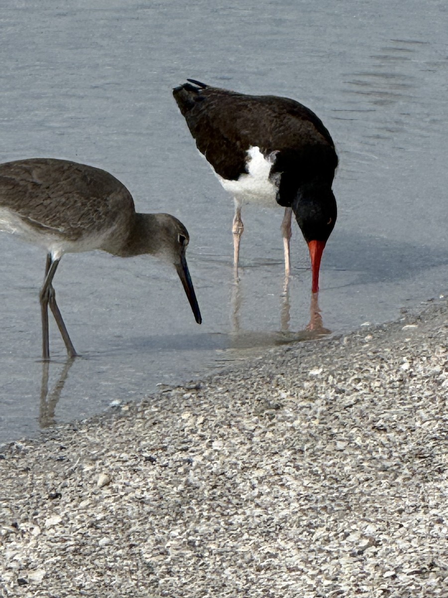 American Oystercatcher - ML646870988