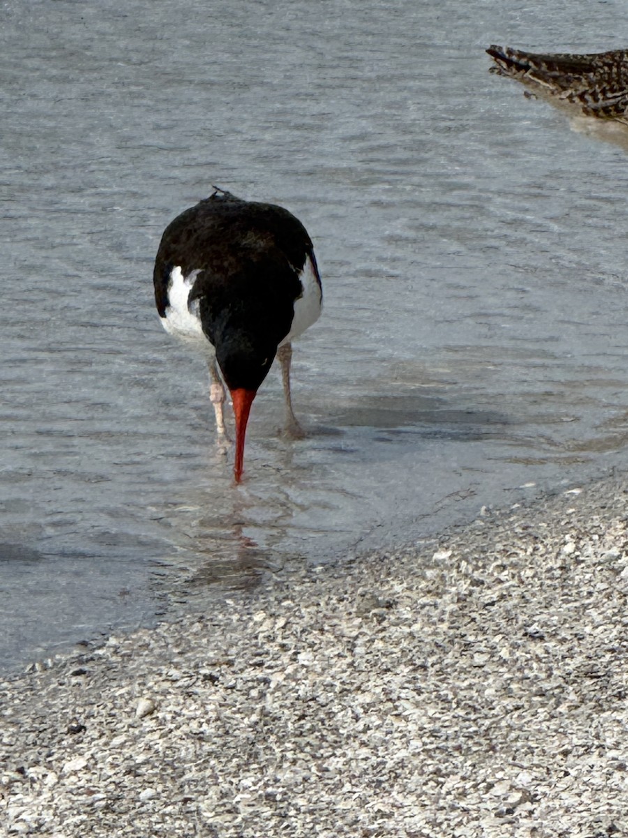 American Oystercatcher - ML646870989