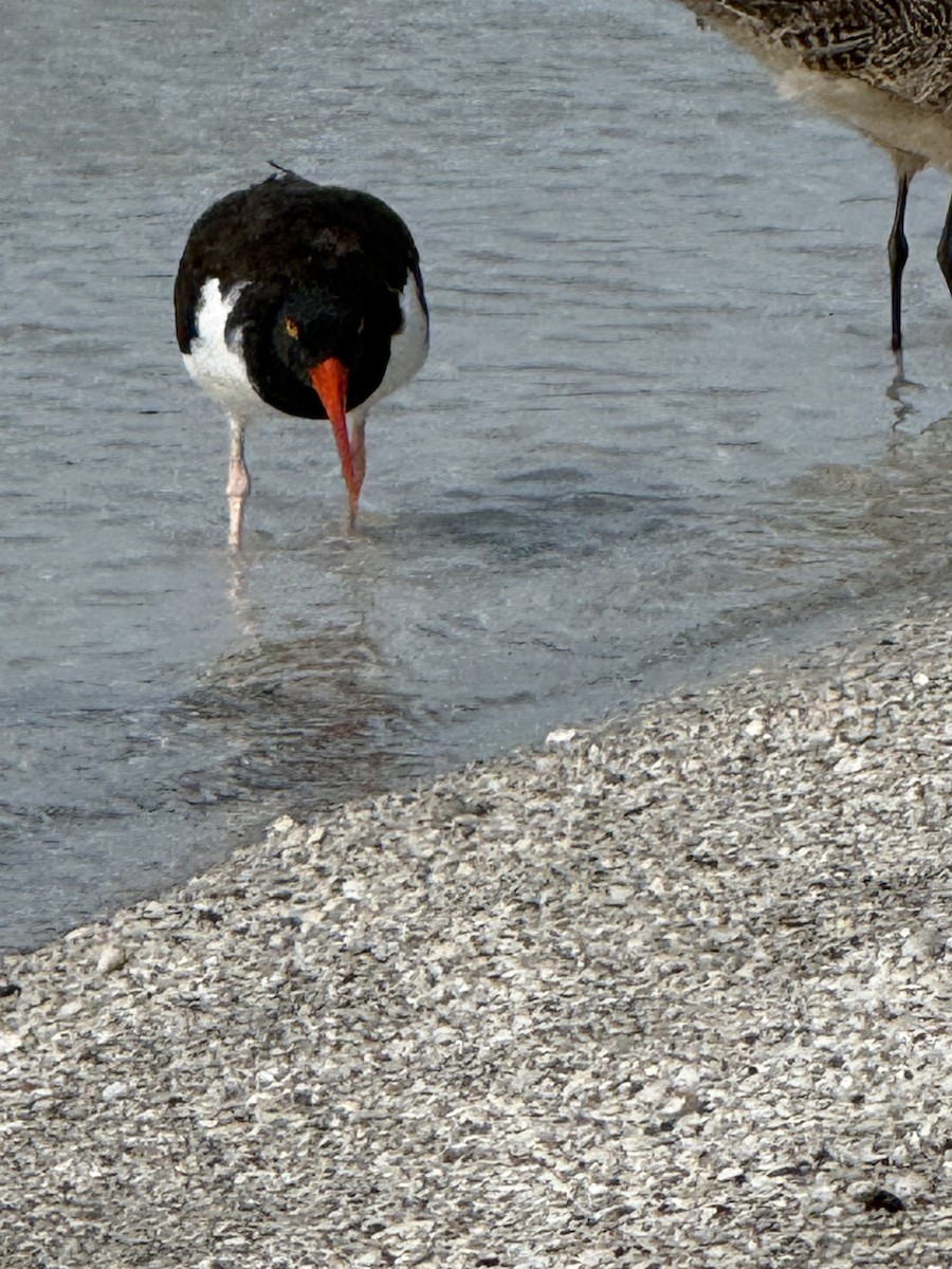 American Oystercatcher - ML646870990