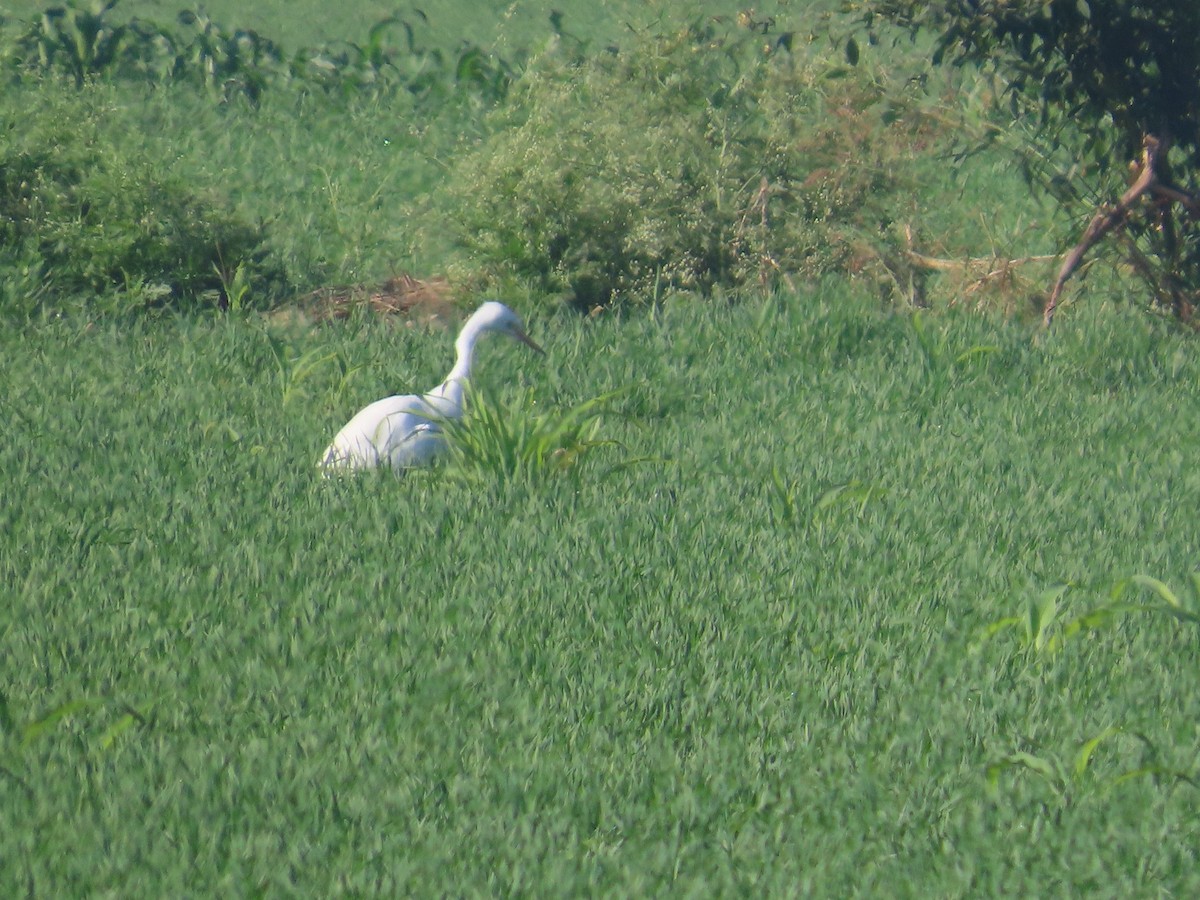 Medium Egret - ML646870991