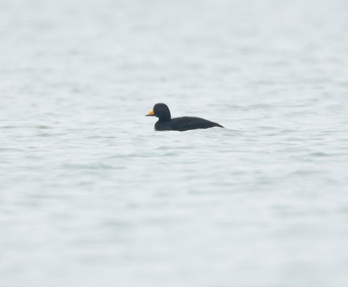 Black Scoter - ML646870992