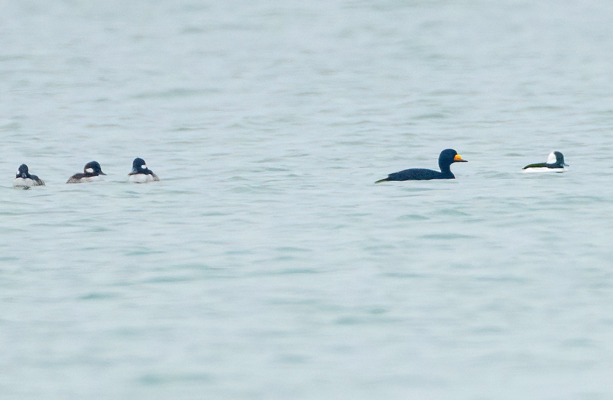 Black Scoter - ML646870993