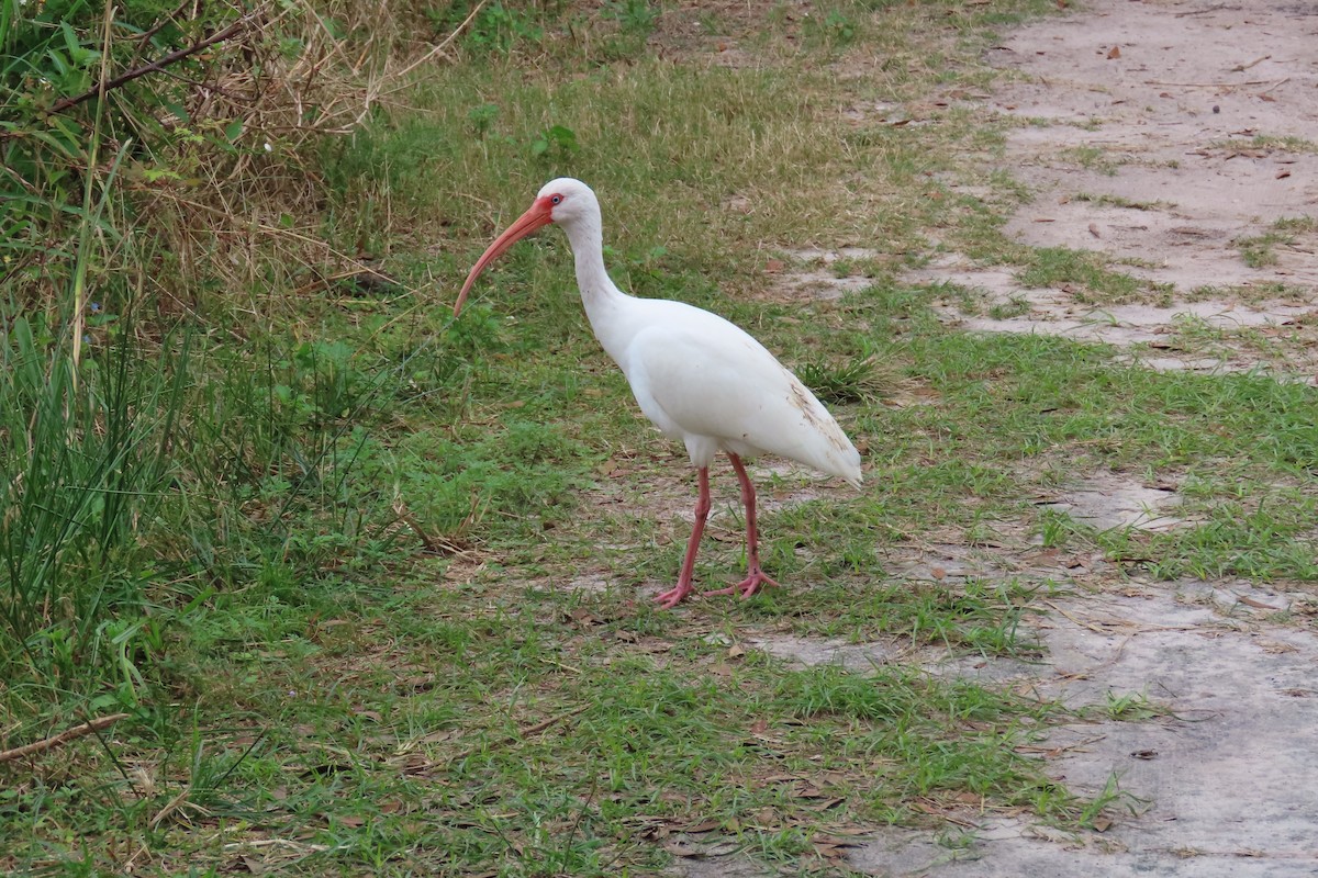 Schneesichler - ML646870994