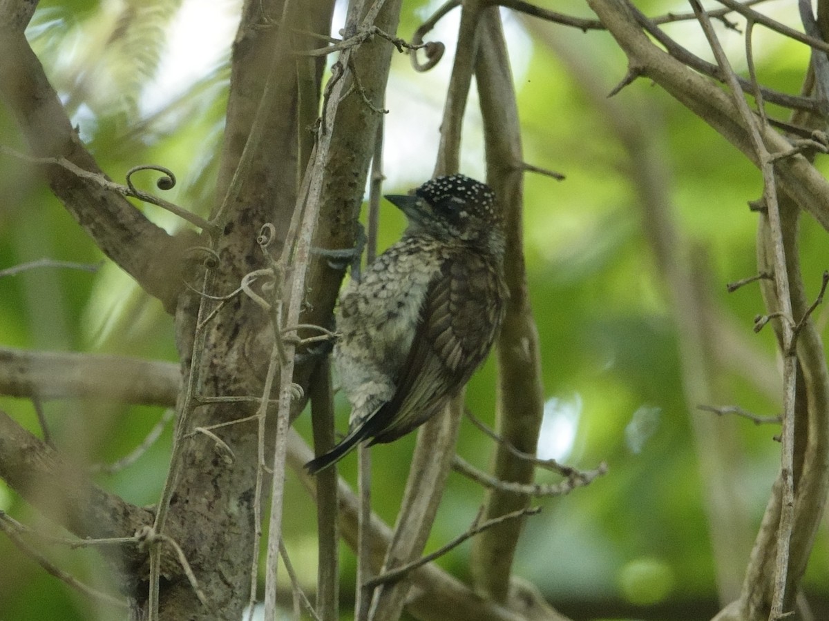 datlíček šupinatý - ML646870995