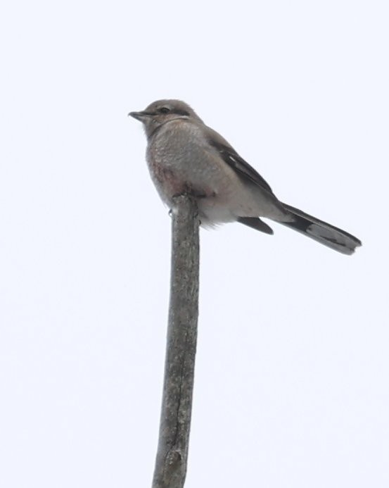 Northern Shrike - ML646870996