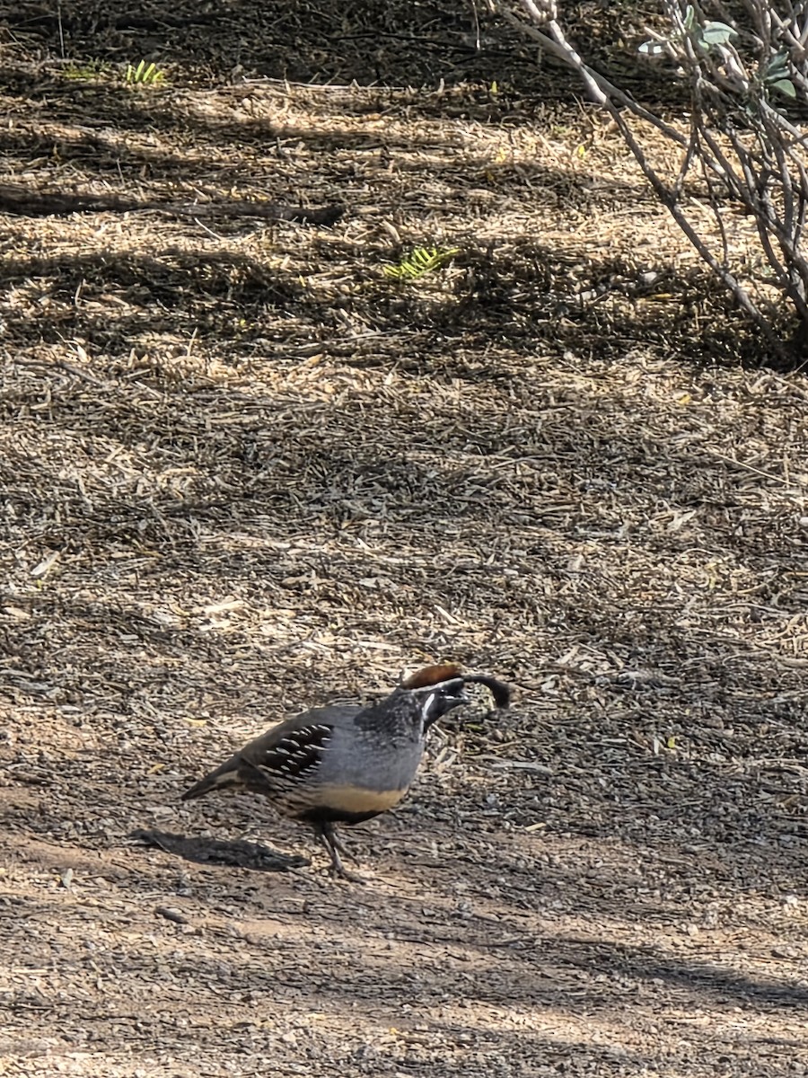 Gambel's Quail - ML646870997