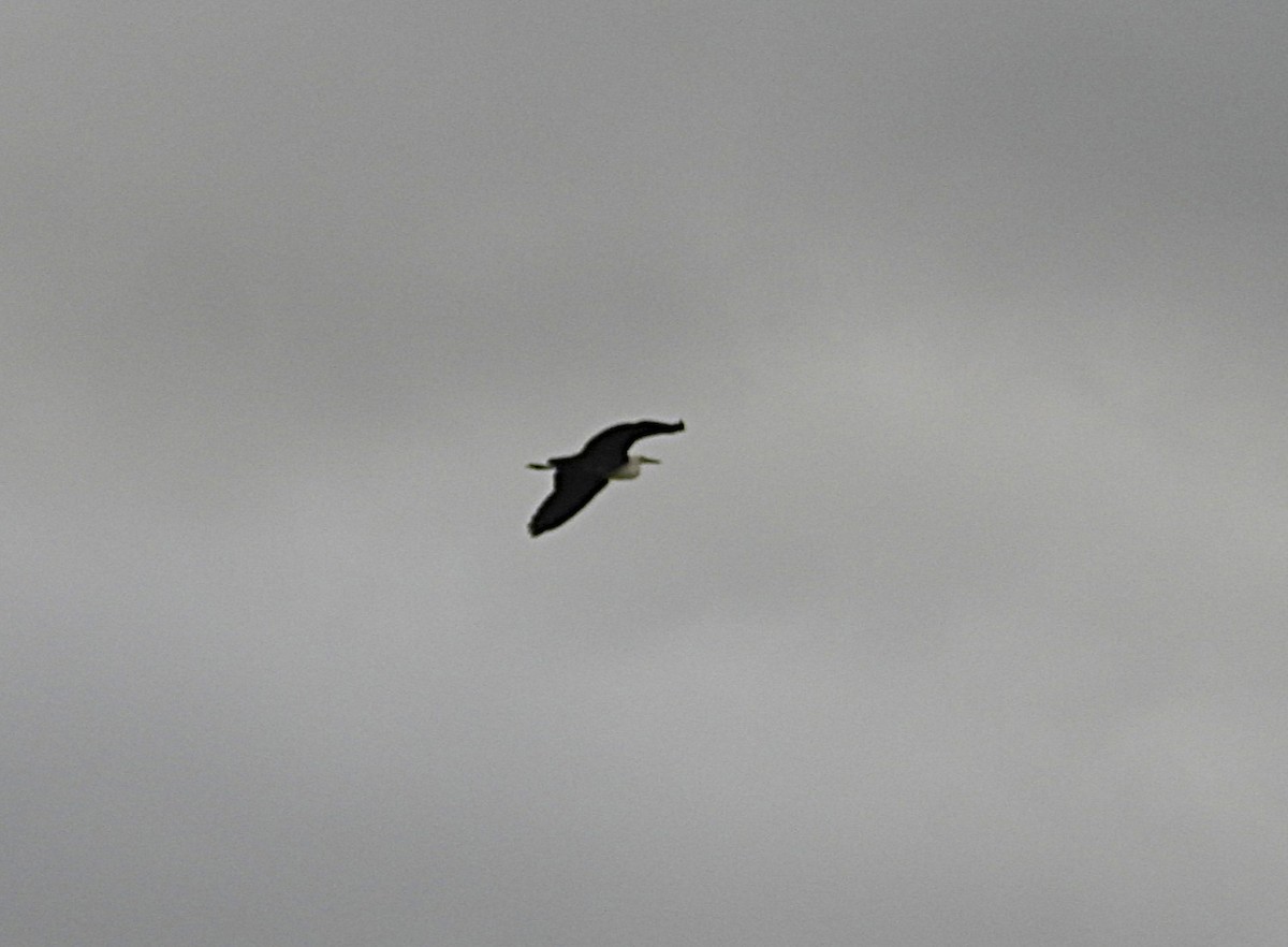 Pacific Heron - ML646870998