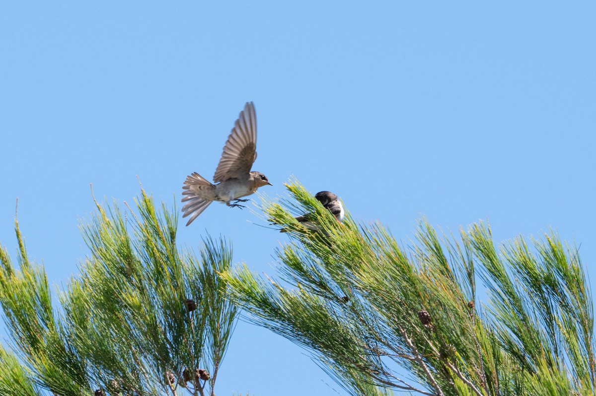 Tree Martin - ML646871000