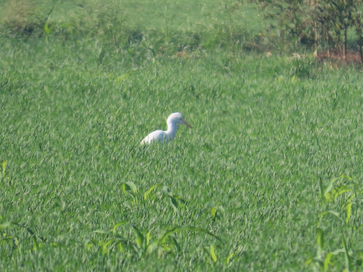 Medium Egret - ML646871002