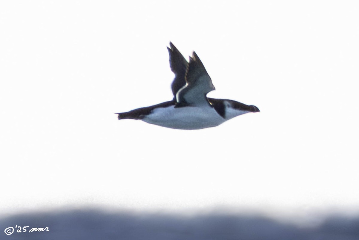 Razorbill - ML646871003