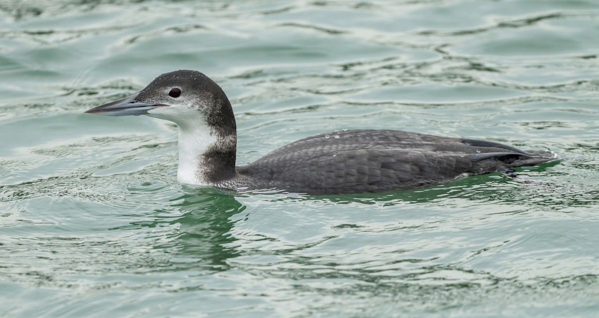 Common Loon - ML646871004