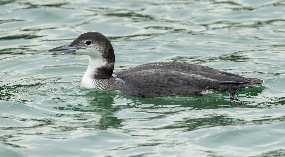 Common Loon - ML646871005