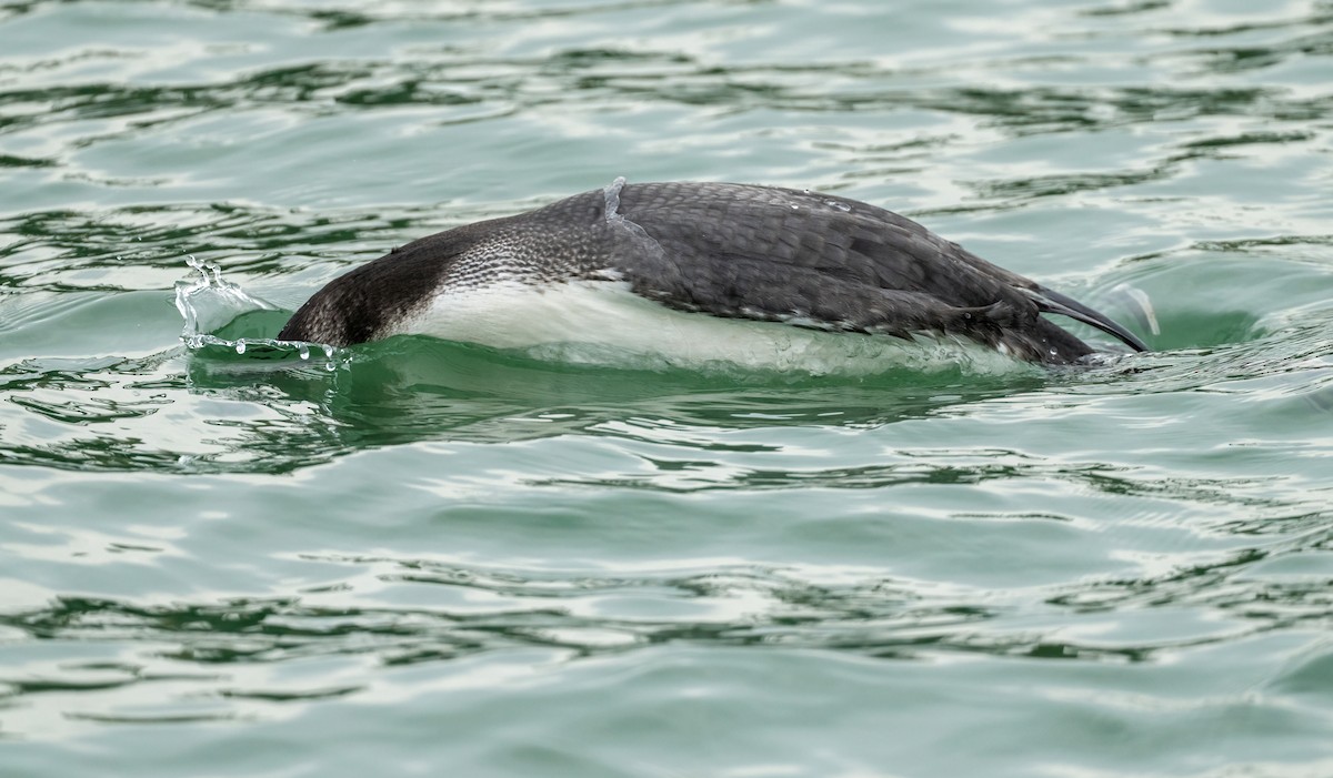 Common Loon - ML646871006