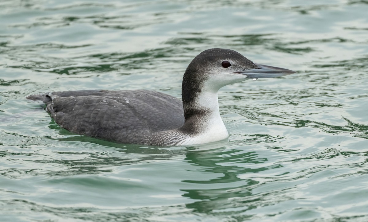 Common Loon - ML646871007