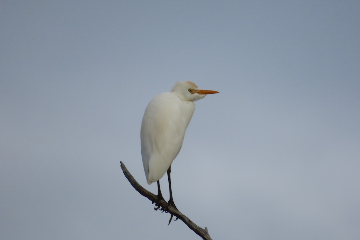 Western Cattle-Egret - ML646871008