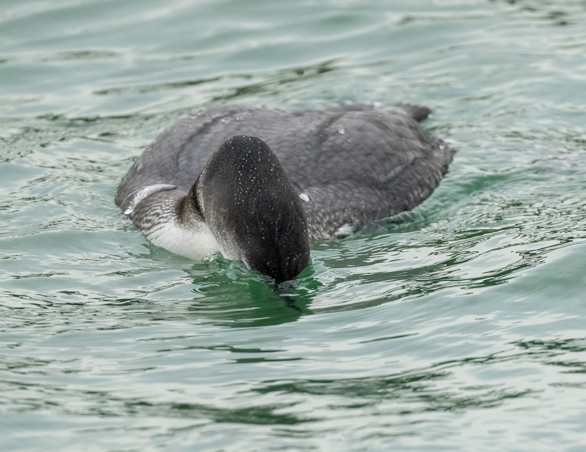 Common Loon - ML646871009