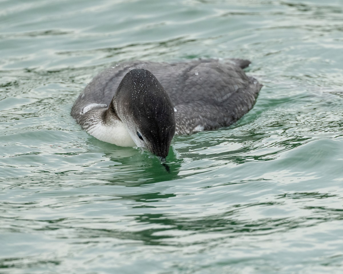 Common Loon - ML646871010