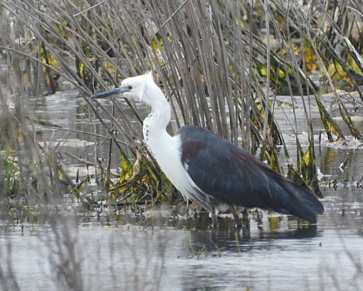 Pacific Heron - ML646871011