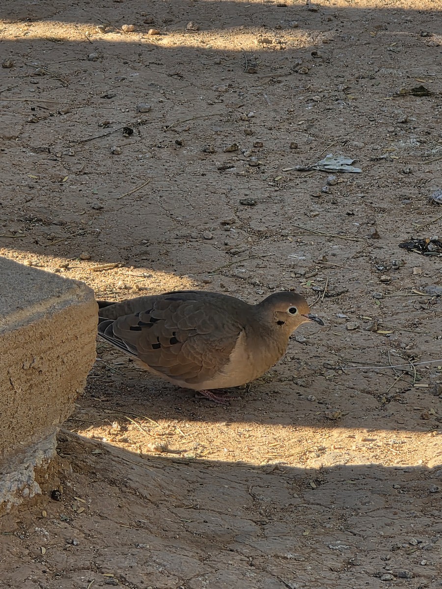 Mourning Dove - ML646871012