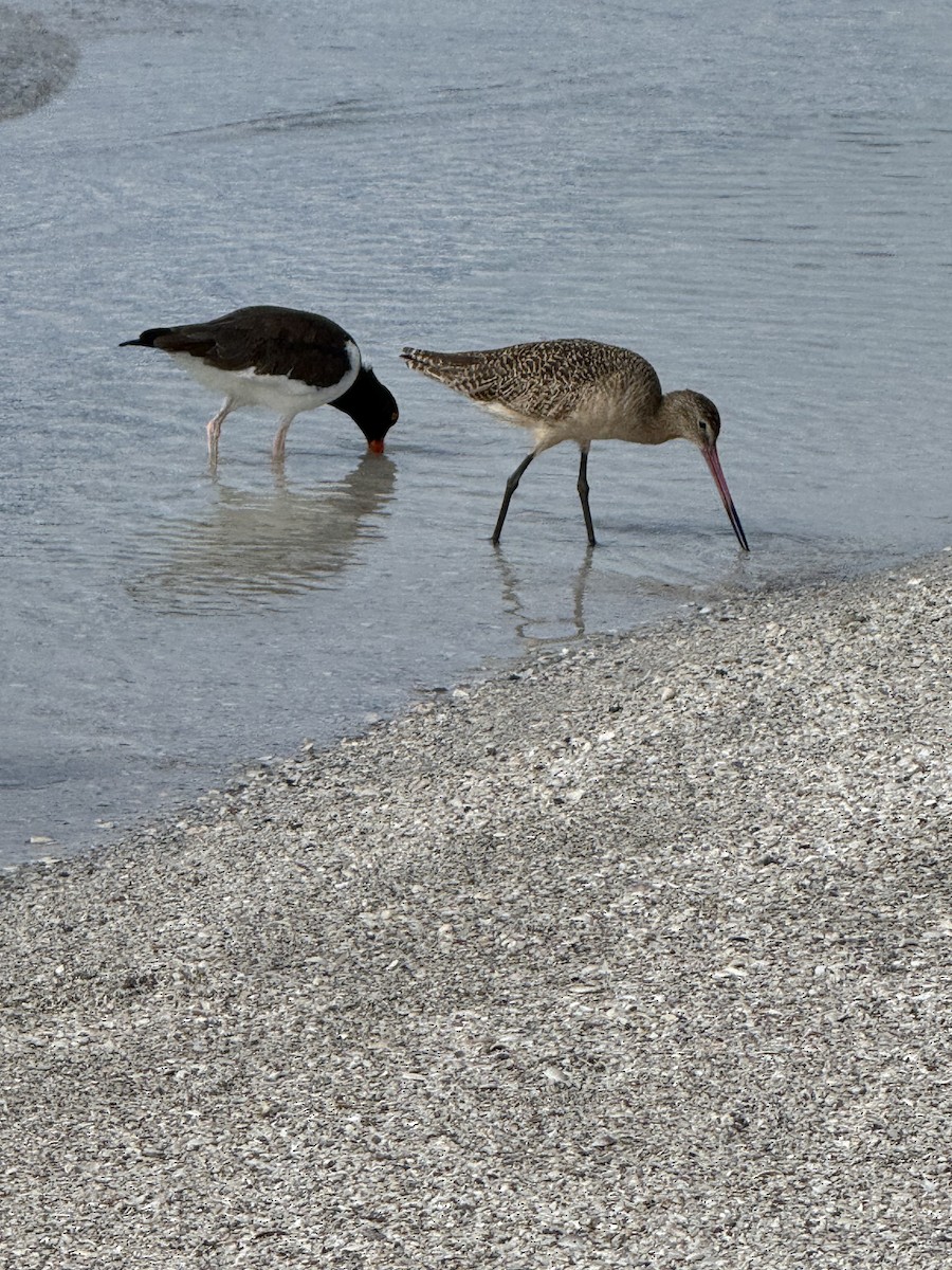 Marbled Godwit - ML646871013