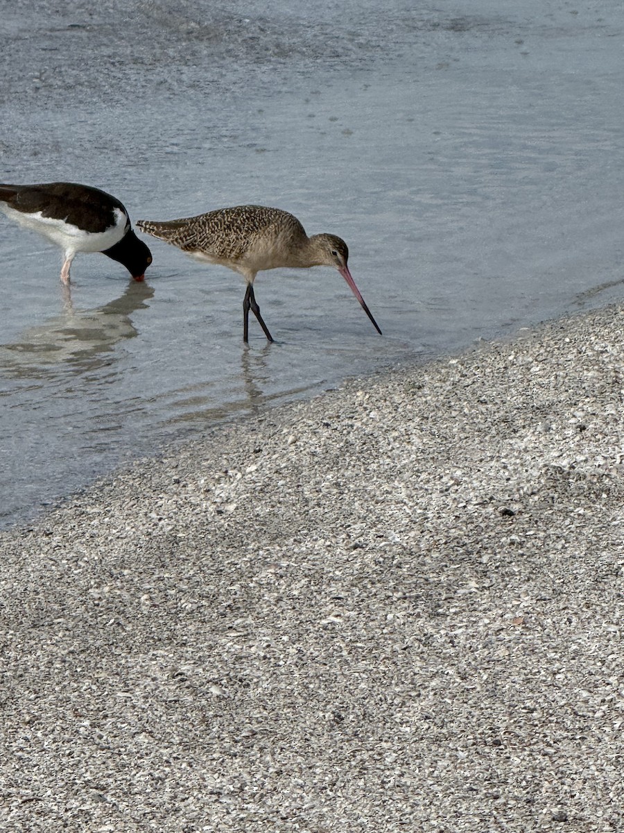 Marbled Godwit - ML646871015