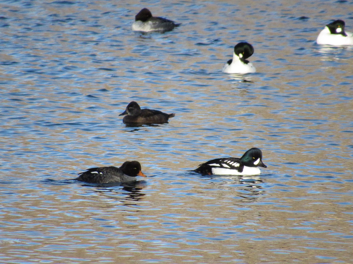 Barrow's Goldeneye - ML646871016