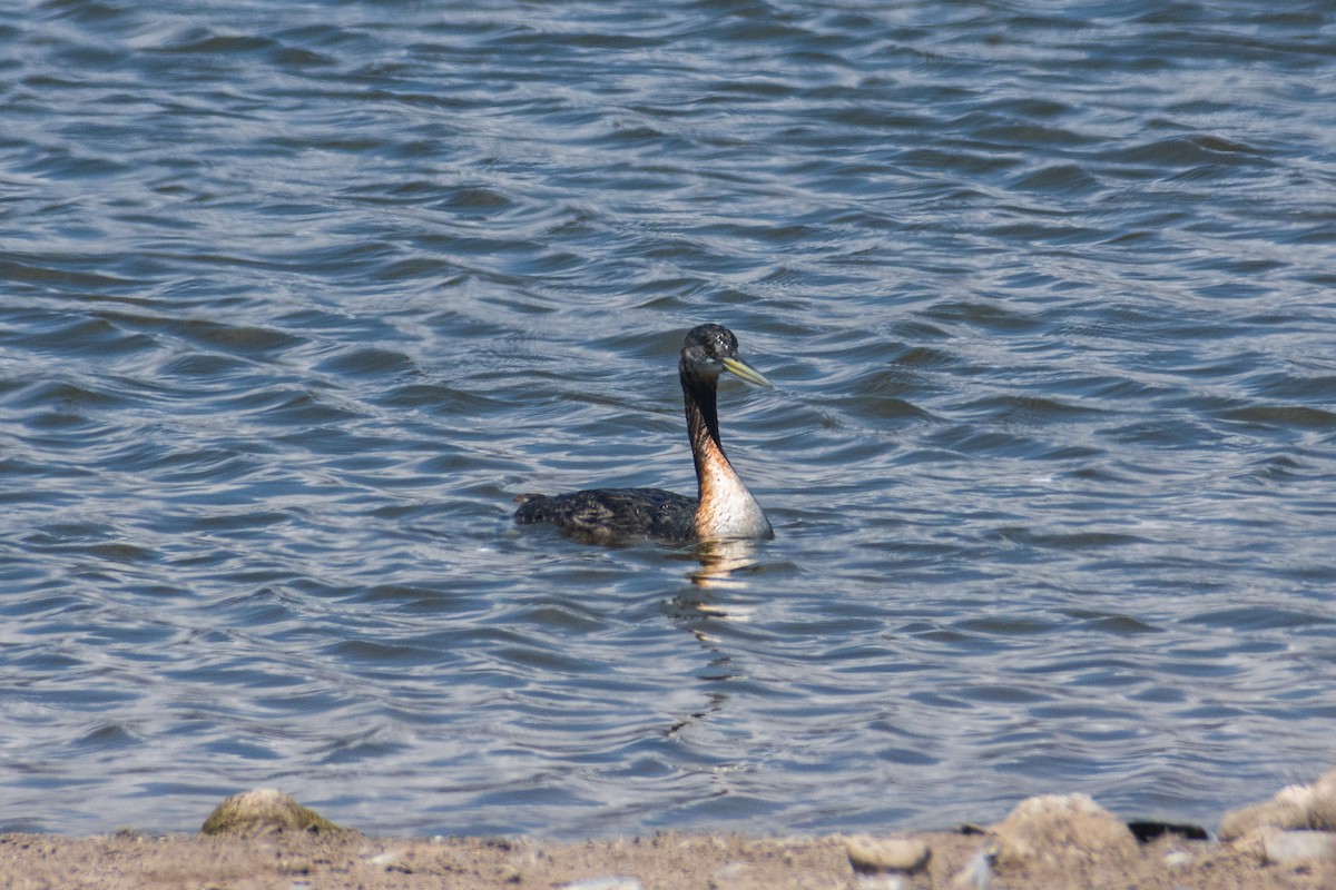 Great Grebe - ML646871017