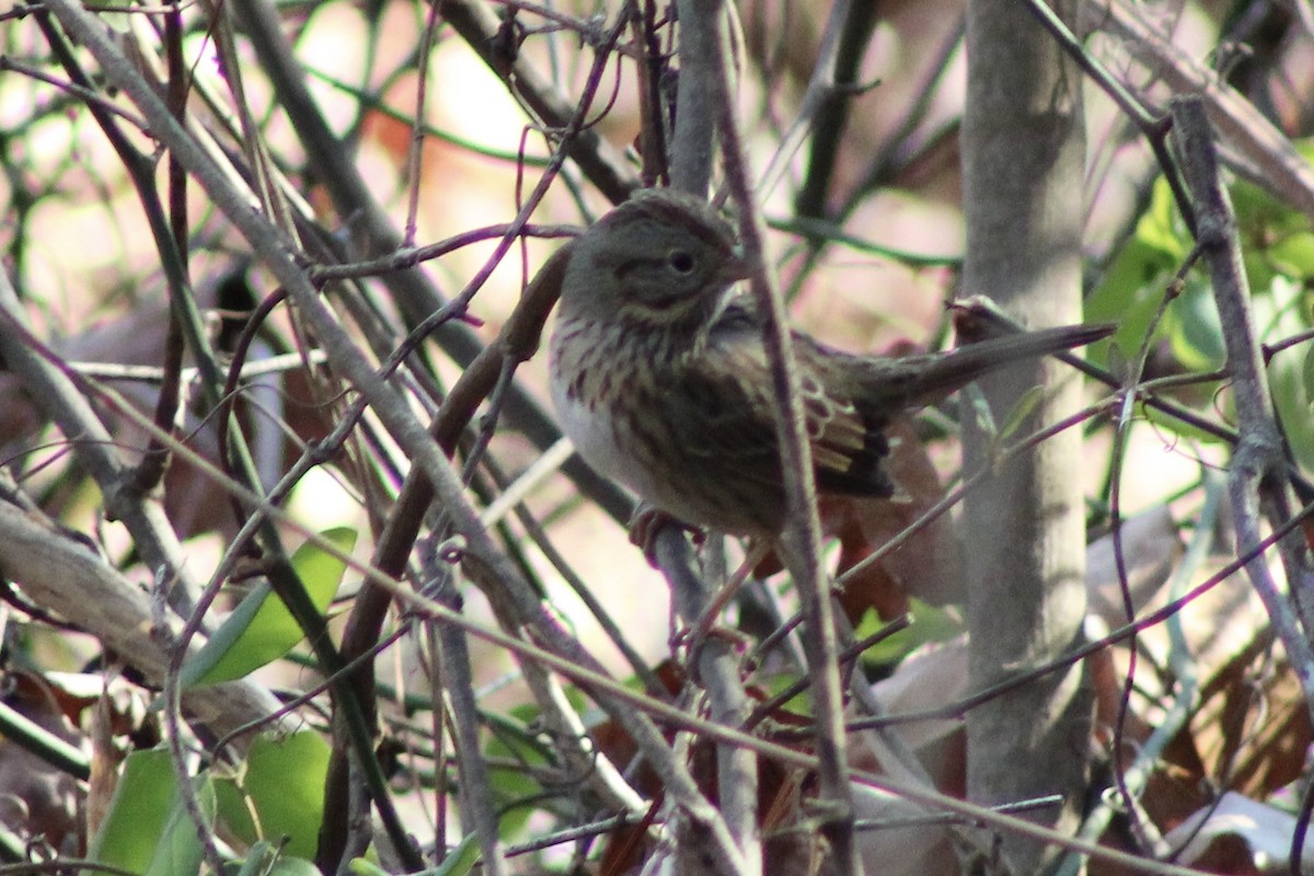 Lincoln's Sparrow - ML646871018