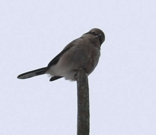 Northern Shrike - ML646871019