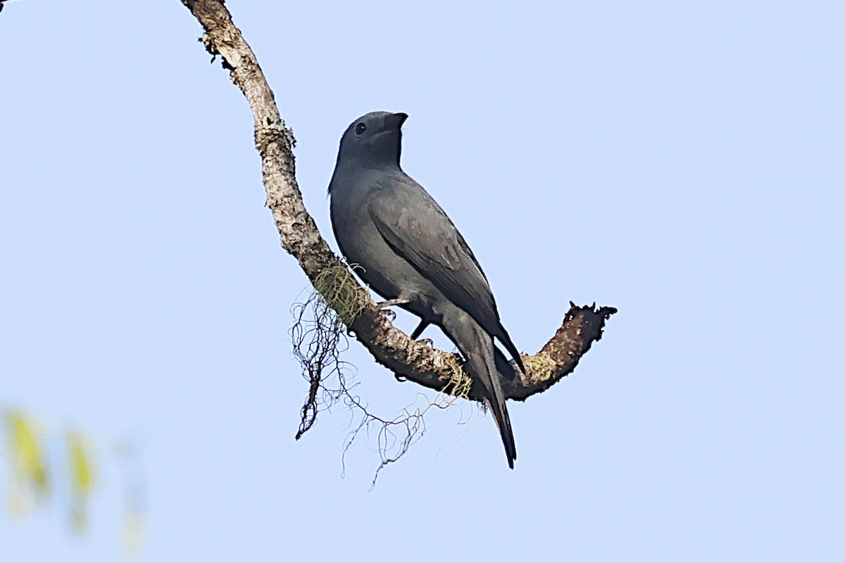 Boyer's Cuckooshrike - ML646871020