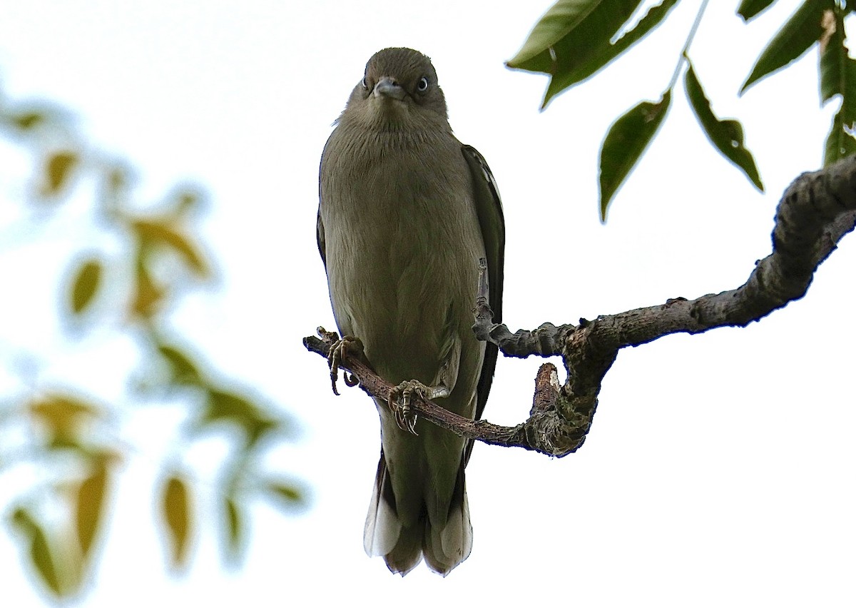 White-shouldered Starling - ML646871021