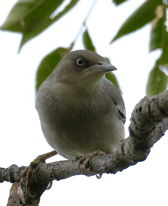 White-shouldered Starling - ML646871022