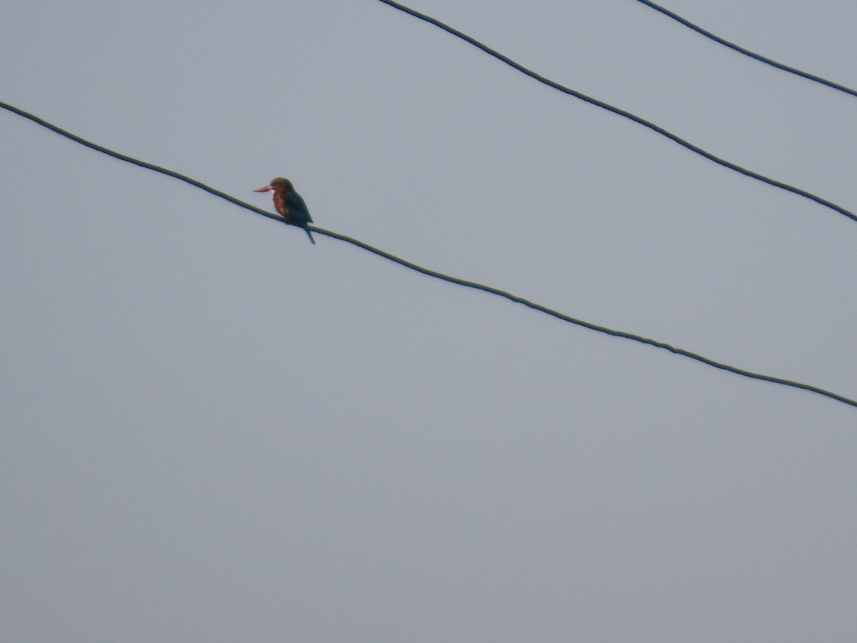 White-throated Kingfisher - ML646871023
